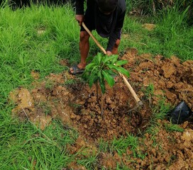 planting a tomato