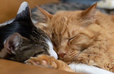 仲良し猫ちゃん