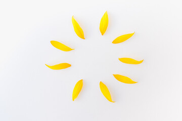 Fototapeta na wymiar sunflower petals on white background, yellow petals, sun of yellow petals