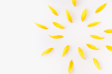 sunflower petals on white background, yellow petals, sun of yellow petals