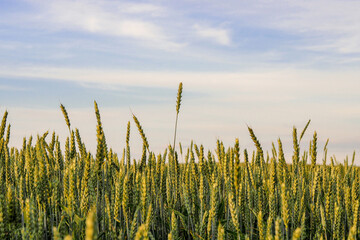 ripening ears of wheat on a wheat field