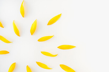 sunflower petals on white background, yellow petals, sun of yellow petals