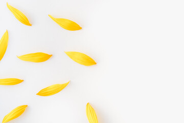 sunflower petals on white background, yellow petals, sunflower