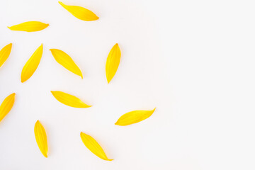 sunflower petals on white background, sunflower, yellow petals, background with yellow petals
