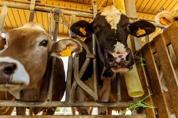 vacas lechers en establecimiento rural en Italia