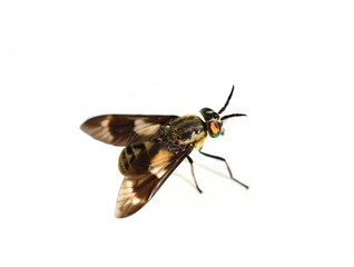 The  twin-lobed deerfly Chrysops relictus stinging pest fly isolated on white background