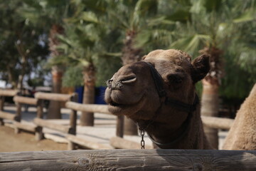 Fototapeta na wymiar portrait of a camel