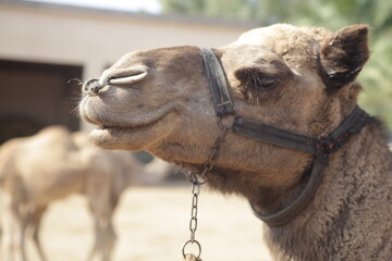 close up of a camel