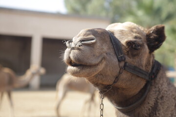 portrait of a camel