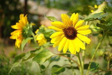 Sunflowers grow in a field on a warm sunny day.