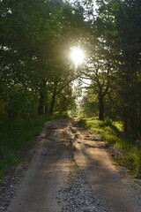 sunrise in the summer forest
