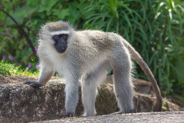 Vervet Monkey in Mpumalanga, South Africa