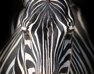 Cute zebra face closeup portrait