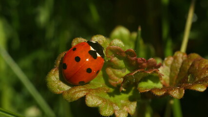 red ladybug in the meadow