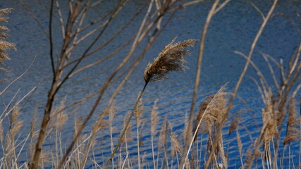 dry plant on a background of blue water