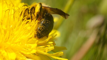 yellow stamen of a dandelion with pollen and insects on it