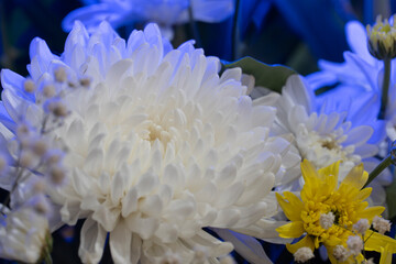 Abstract and background of flower arrangement. White chrysanthemum.