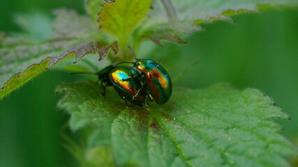 mating of two leaf beetles