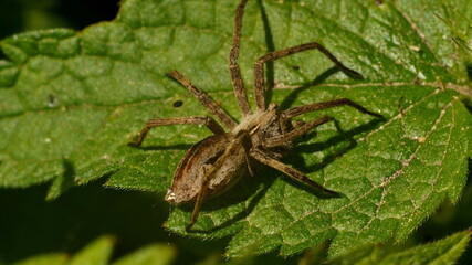 spider on a leaf on a bright summer day
