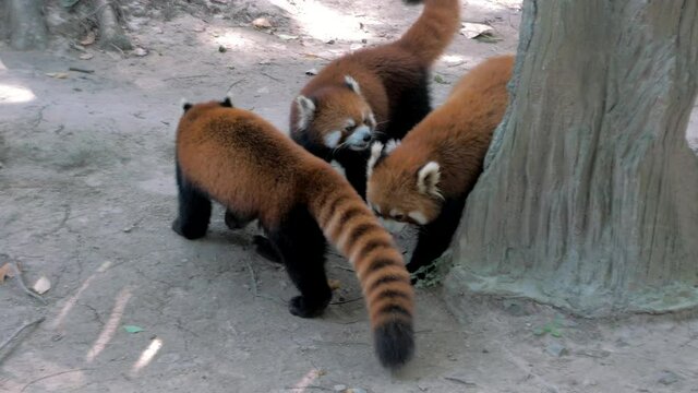 Red pandas or Lesser panda or Red bear-cat or Red cat-bear in the Shanghai zoo.