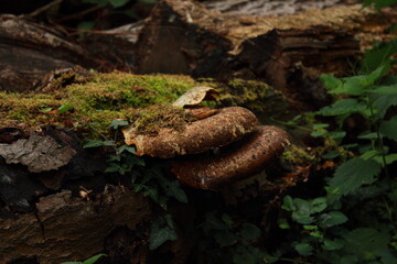 mushroom on the tree