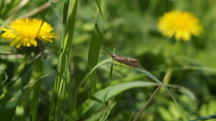 insect on the green grass