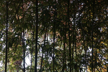 Obraz premium bosque
