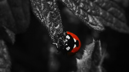 red ladybug on black and white background                               