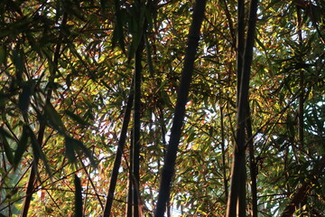 bosque