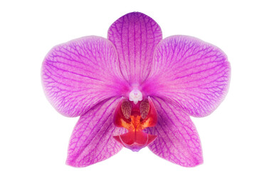 Beautiful luxury purple orchid flower head isolated on white background. Studio shot