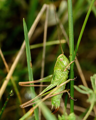 green grasshopper sitting on green grass in a natural setting, close-up
