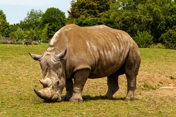 Foto op Plexiglas White Rhino Grazing © philmonk