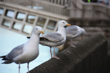 many seagull stands on a stone