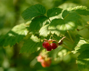 Ripe berries of forest raspberries among green foliage close up in the natural environment