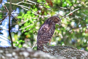 Hawk in a tree.
