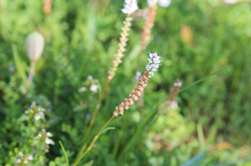Sesamoides purpurascens flower blooming in spring