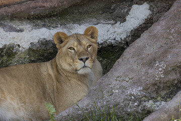 Fototapeta na wymiar Female lion lying among the rocks. Close up portrait of a female lion. (Panthera leo)