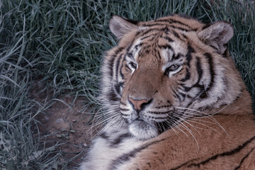 Portrait of an Indian tiger lying in the grass.(Panthera tigris tigris) It is a forest beast. Although he lives alone, he creates a large territory of up to 50 km2