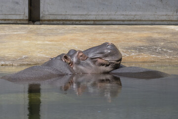 A hippopotamus lying in half in the water basks in the warm sun. (Hippopotamus amphibius)