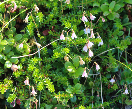 Linnaea borealis, commonly known as twinflower