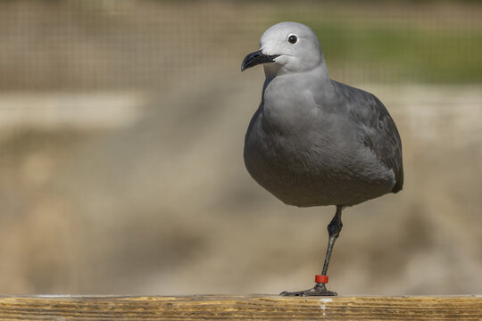 View of a female inca  tern standing on one leg on a blurred background. Inca ternis a medium-sized South American species of tern, the only species of the genus Larosterna.(Larosterna inca)