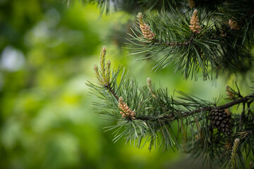 Naklejka na ściany i meble Spruce branch. Winter nature. Fluffy Christmas tree. Blue spruc on a green background