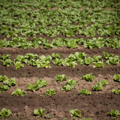 Close-up of arable farmland with fresh chinese cabbage. Growing organic vegetables in the field. Selective focus