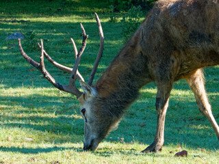 Pere David's deer, a large male specimen