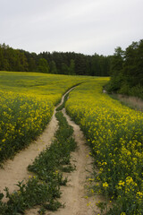 path in the rape field