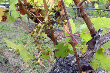 Abgeernetete Weinreeben im Weinberg nach der Weinlese