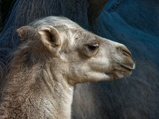 Portrait of Bactrian camel, a juvenile specimen