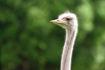 Close up profile portrait of an ostrich looking into the distance with a green out of focus background