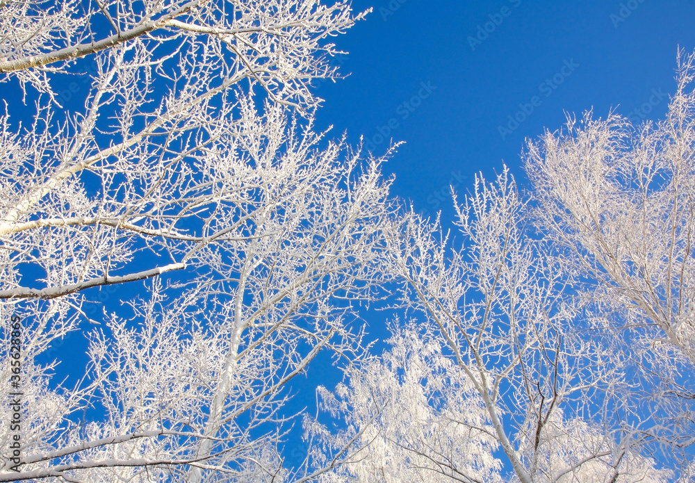 Poster branches of trees covered with snow on the background of a sunny blue sky