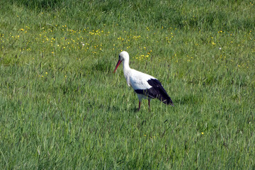 Weißstorch,  Ciconia ciconia